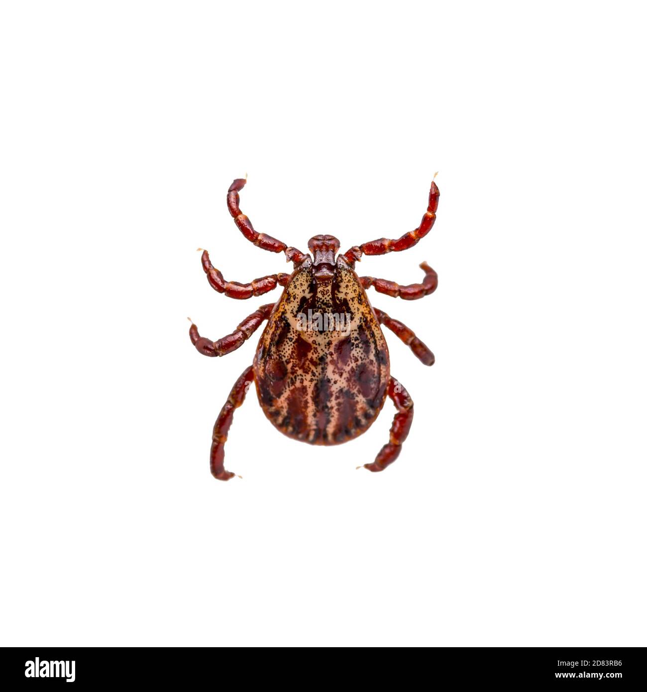 Enzephalitis infizierte Zecken Insekt isoliert auf weißem Hintergrund. Lyme-Borreliose oder Encephalitis Virus Infektiöse Dermacentor Tick Arachnid Pa Stockfoto