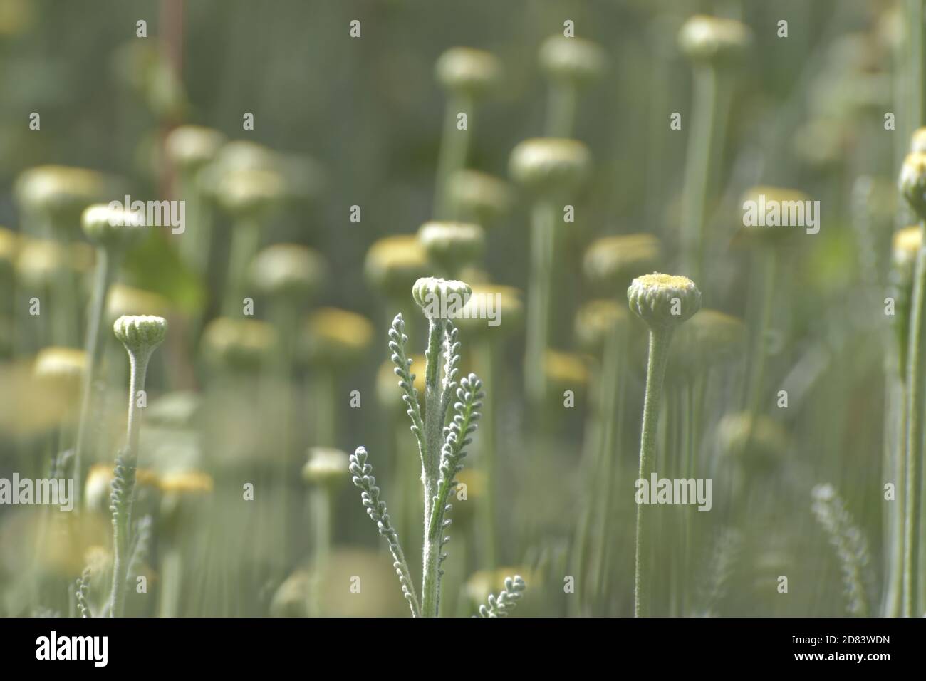 Nahaufnahmen von Blumen Stockfoto