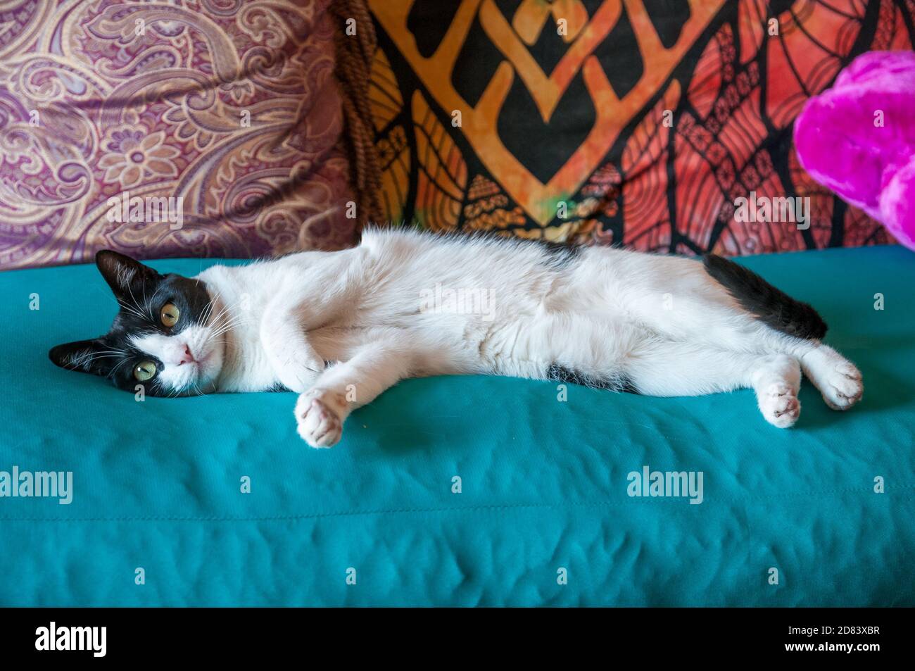 Weiße und schwarze Katze liegt auf einem Sofa Stockfoto