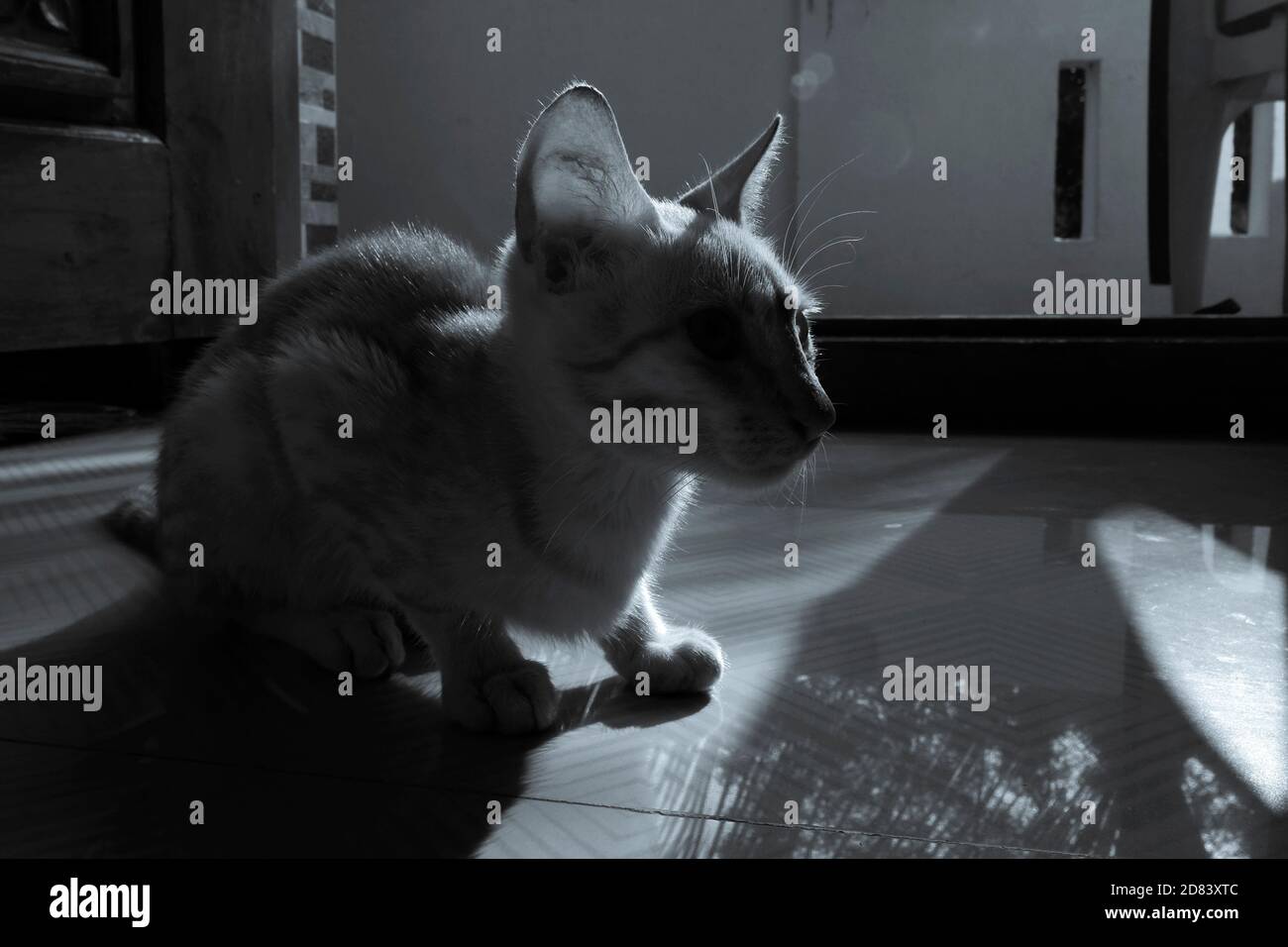 Eine Nahaufnahme von Kätzchen im Haus sitzen, Hintergrundbeleuchtung monochromen Stock Foto Stockfoto