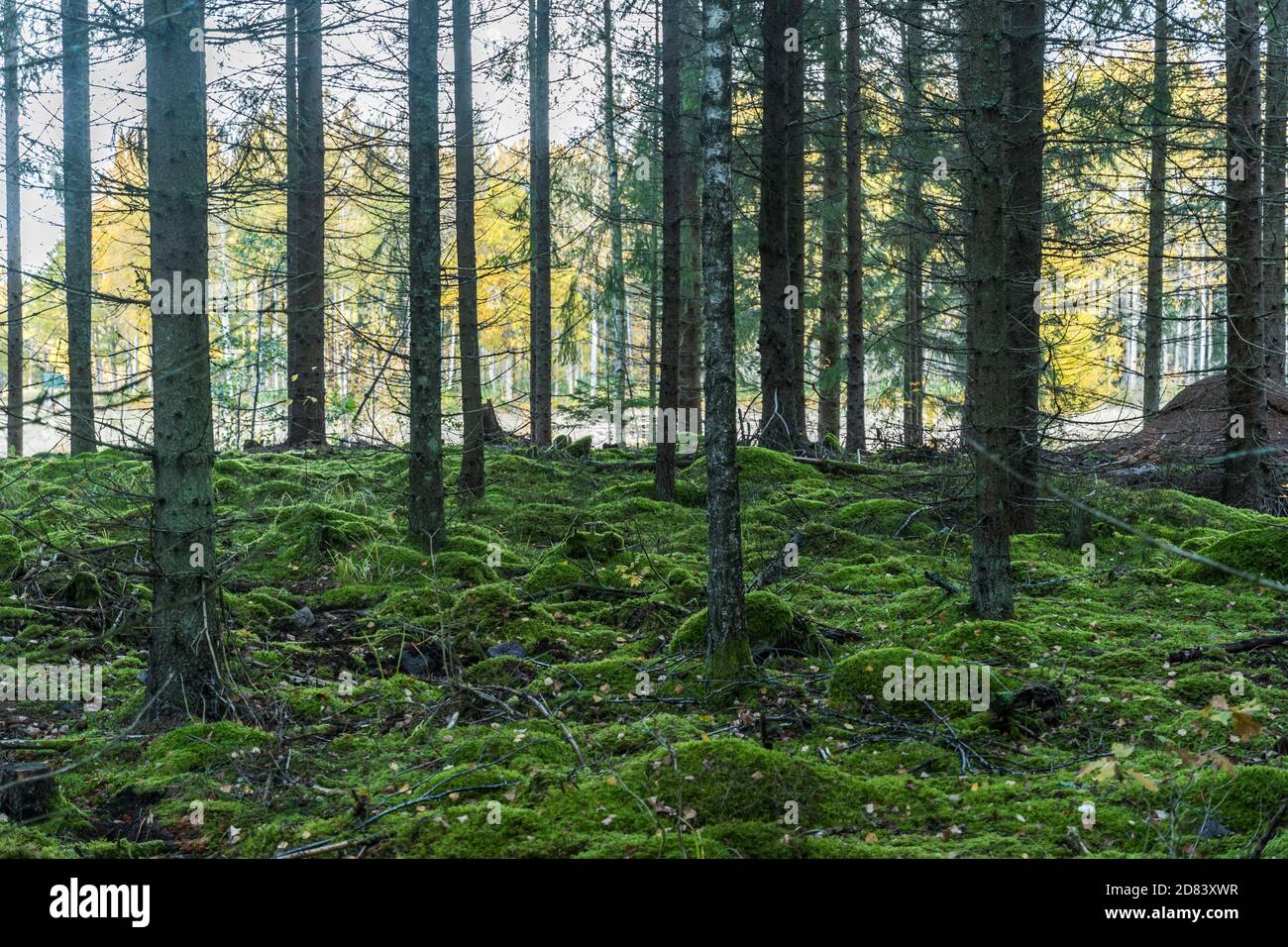 Unberührter grüner Moosbewachsener Wald im Herbst Stockfoto