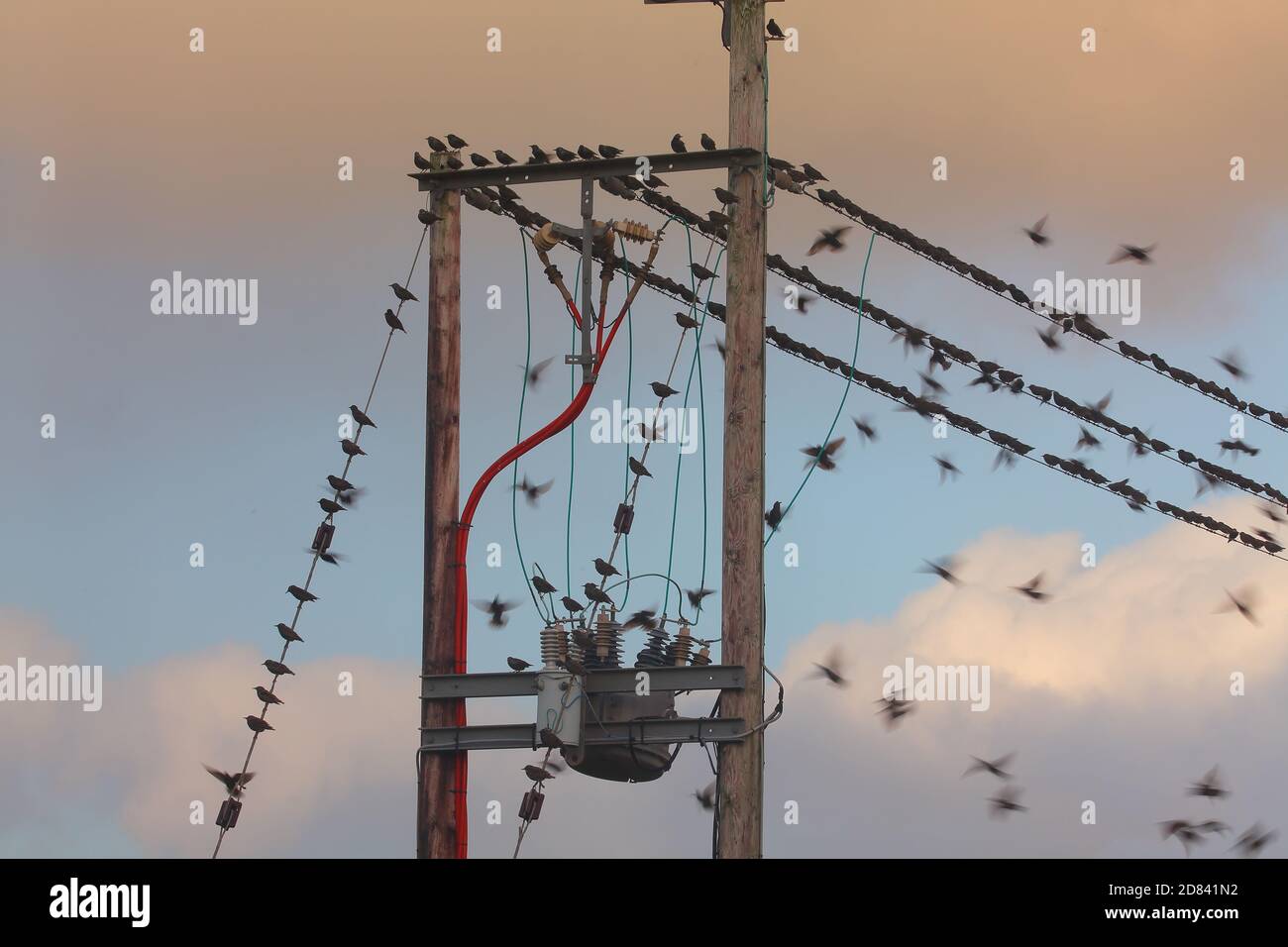 Eine Versammlung von Stare, die entlang der Hochspannungs-Drähte dieser ländlichen Lage neben einem kürzlich geernteten Maisfeld aufgereiht sind. Stockfoto