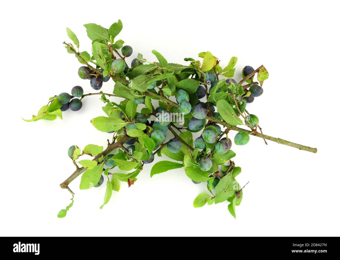 Schlehe Beeren aus dem Schlehdorn Busch für die Schlehe verwendet gin und Marmelade Stockfoto