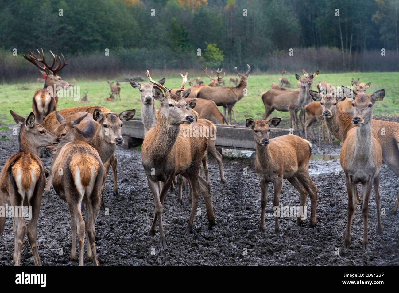 Tiere auf der wiese -Fotos und -Bildmaterial in hoher Auflösung – Alamy