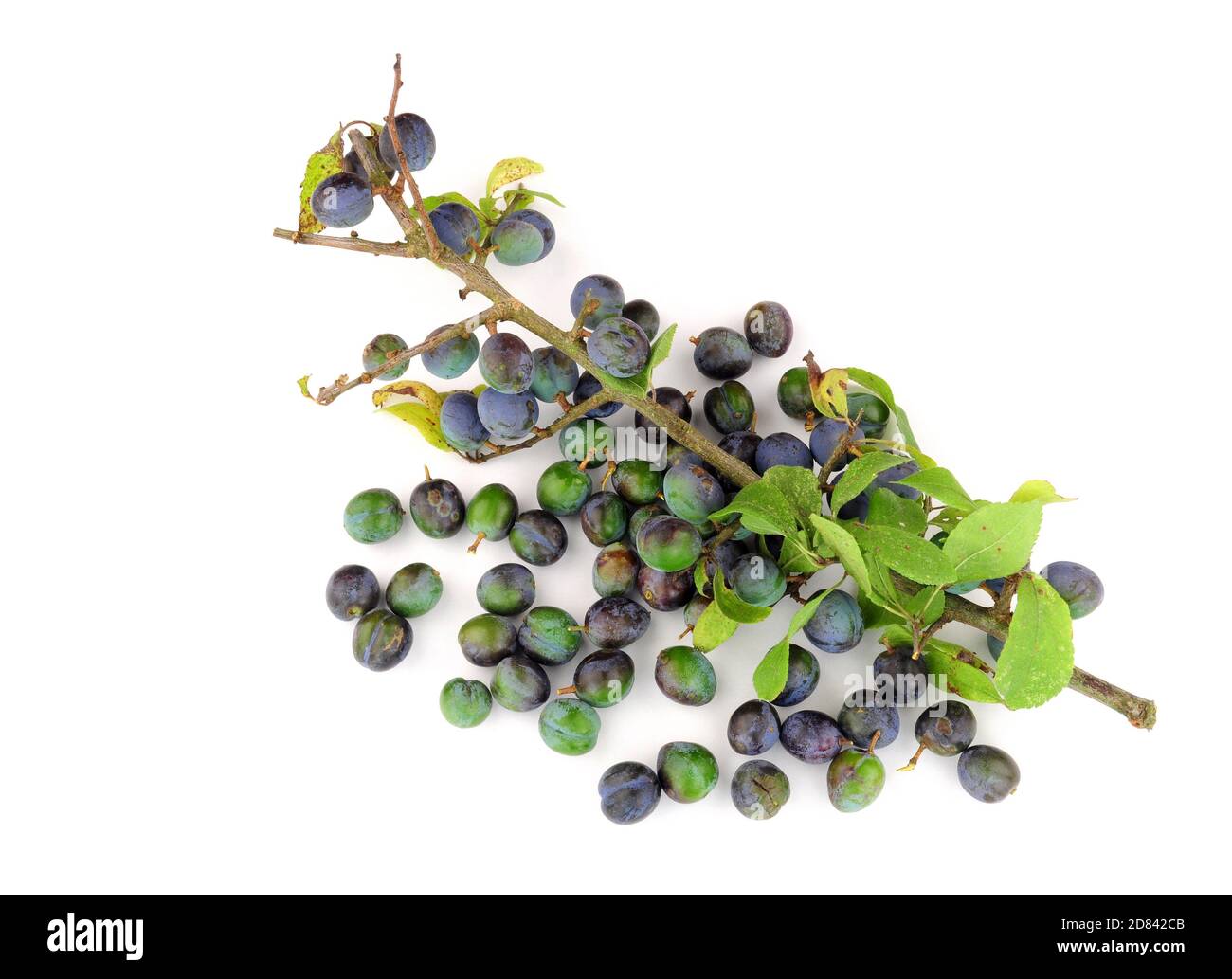 Schlehe Beeren aus dem Schlehdorn Busch für die Schlehe verwendet gin und Marmelade Stockfoto