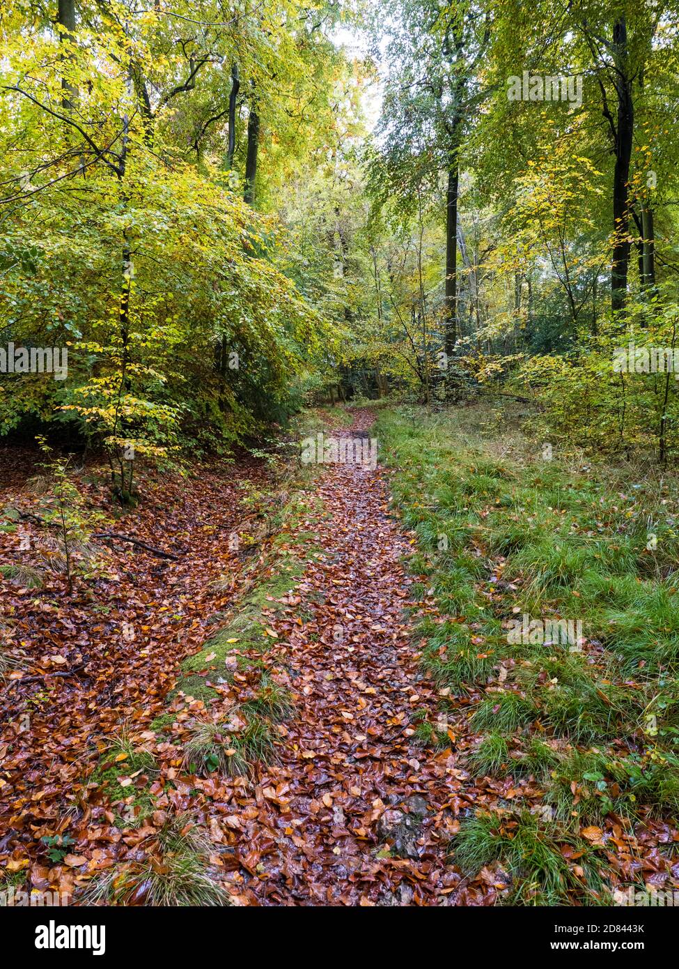 Woodland Path, Marks Corner, Autumn Woods, South Oxfordshire, England, Großbritannien, GB. Stockfoto