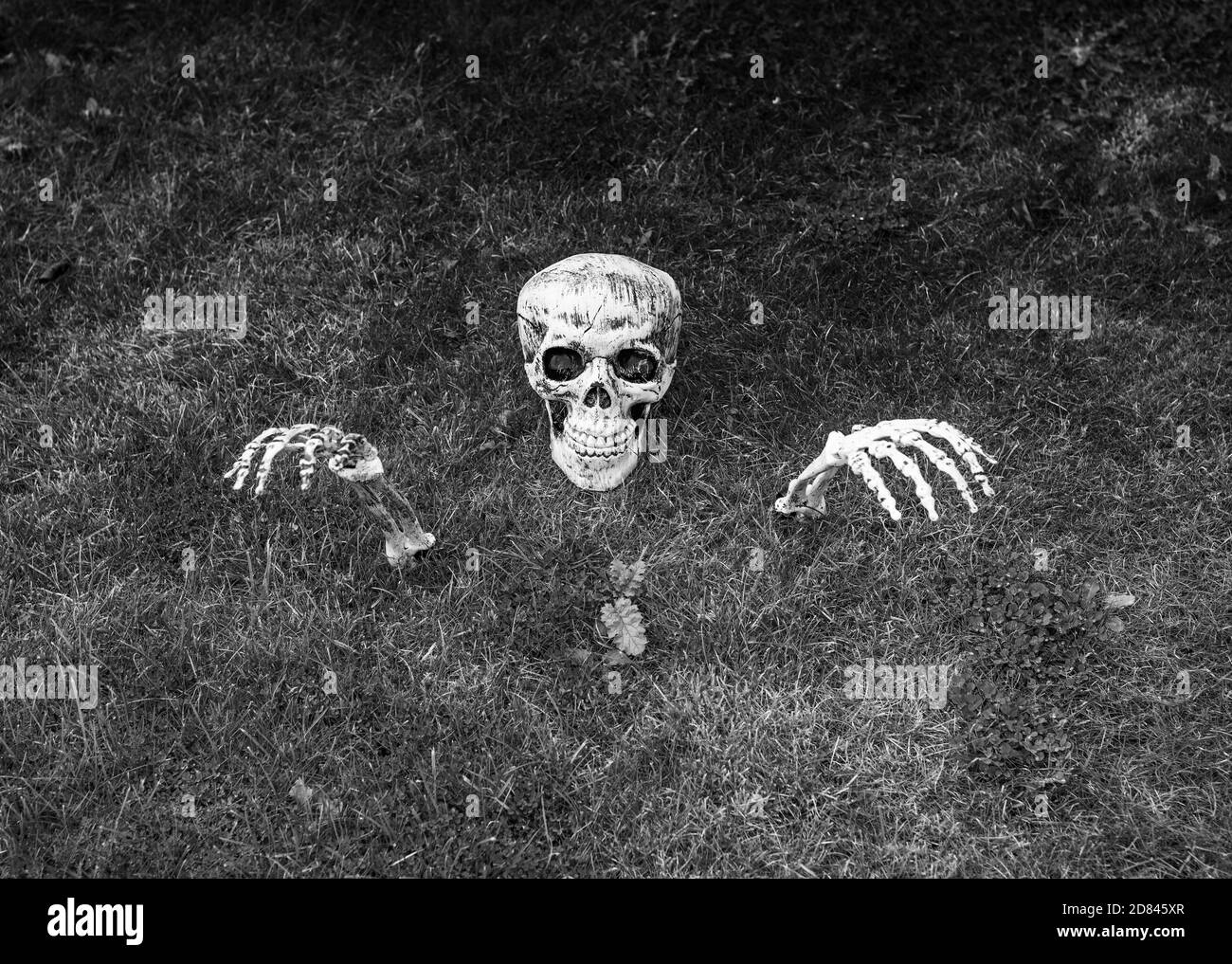 Skelett mit Totenkopf und Hände aus dem Boden mit Gras für Halloween. Stockfoto