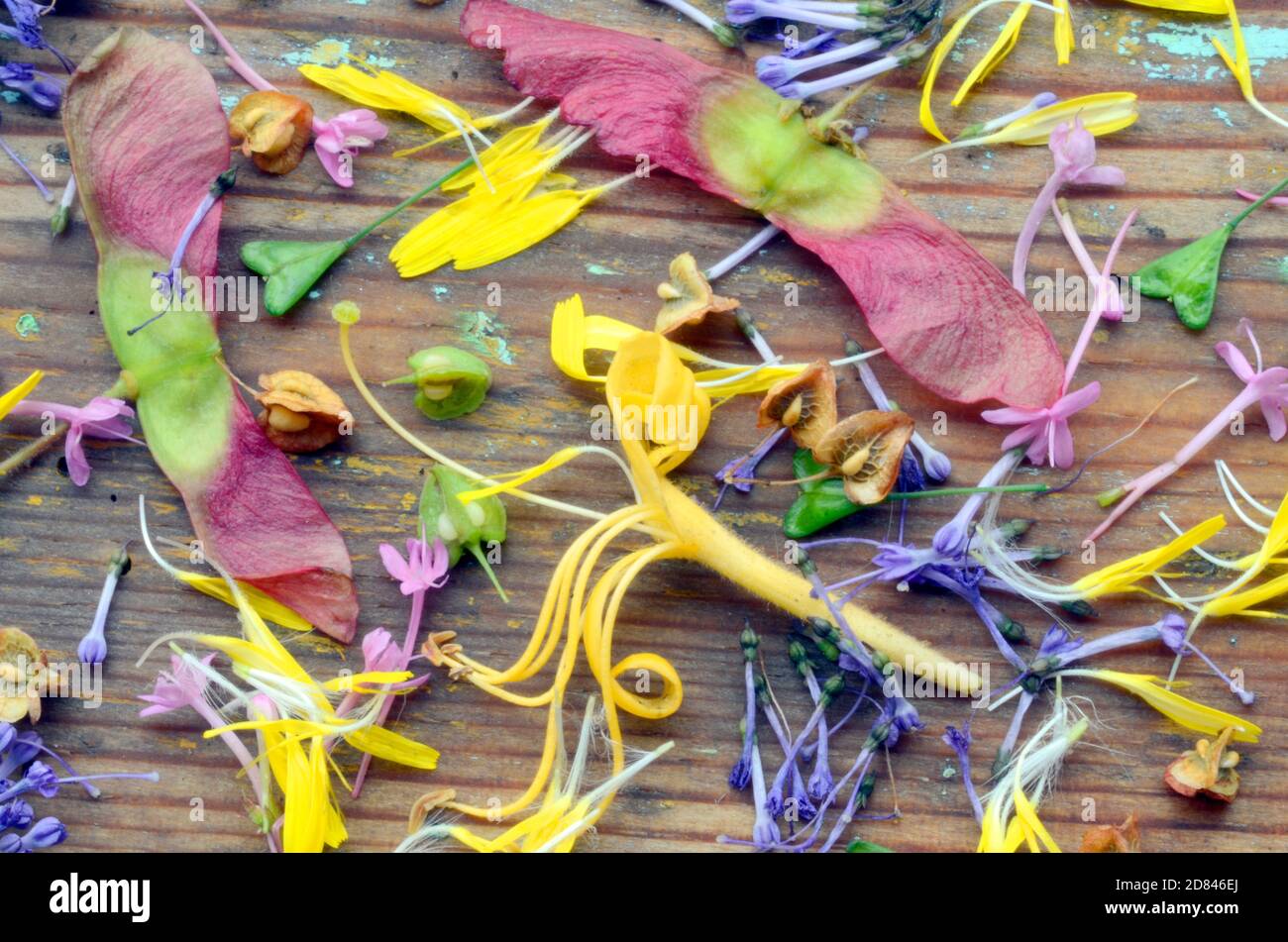 Viele Blätter, Blumen und Samen sammeln sich auf dem Boden nach dem Durchgang eines Sturms Stockfoto
