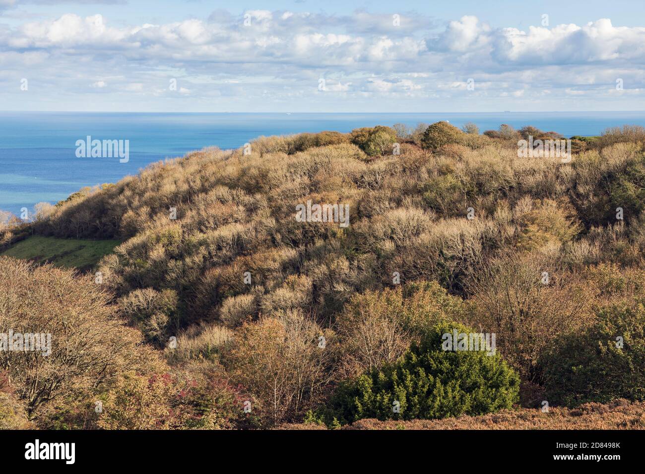 Waldgebiet an den Hängen unterhalb von Bonchurch Down, Isle of Wight Stockfoto