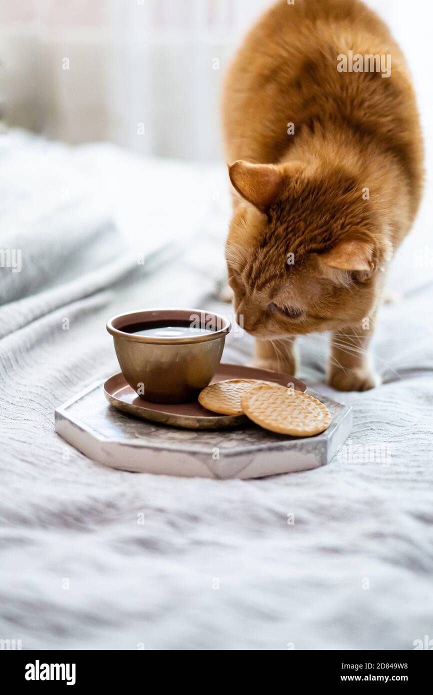 Flauschige Ingwer Katze riecht Tasse Kaffee und Kekse Stockfoto