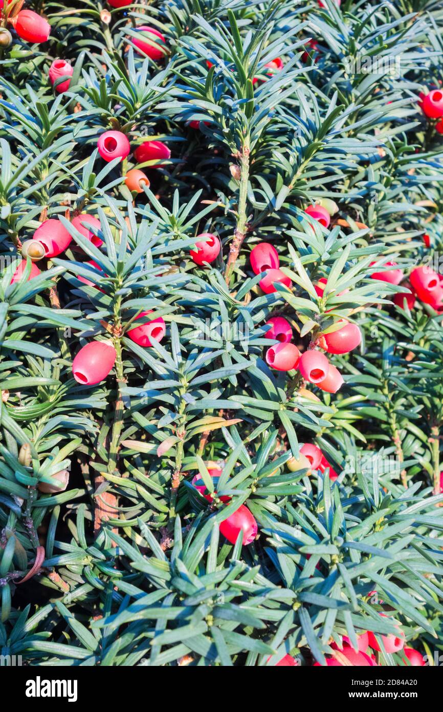 Nahaufnahme von roten, fleischigen Eibenbeeren (Arillen) auf einer Gemeinen Eibe (Taxus baccata) Stockfoto