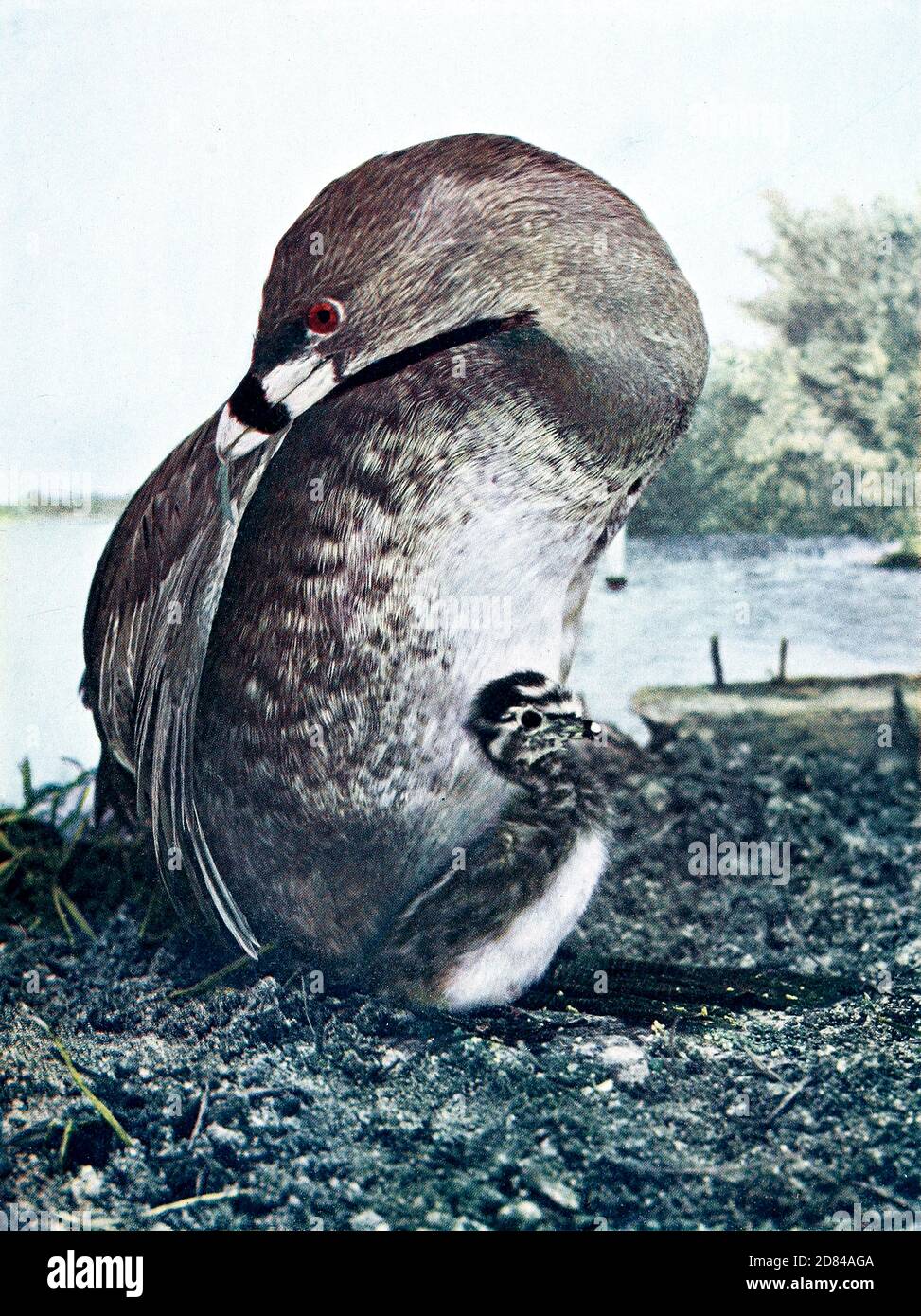 der taubschnabeltaucher (Podilymbus podiceps) ist eine Art der Familie der Wasservögel. From Birds : illustriert durch Farbfotografie : eine monatliche Serie. Kenntnisse von Bird-Life Vol. 1 Nr. 4 April 1897 Stockfoto