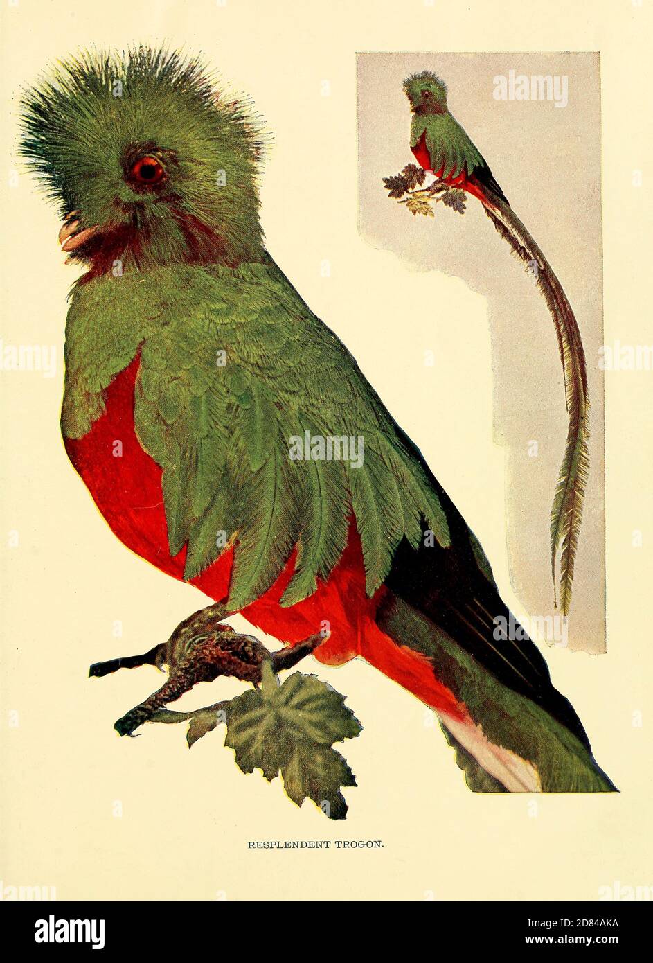 Der strahlende Quetzal (Pharomachrus mocinno [hier als strahlender Trogon]) ist ein Vogel in der Familie der Trogone. Es wird von Chiapas, Mexiko bis nach West-Panama gefunden. Es ist bekannt für sein buntes Gefieder. From Birds : illustriert durch Farbfotografie : eine monatliche Serie. Kenntnisse über Bird-Life Vol. 1 Nr. 1 Januar 1897 Stockfoto