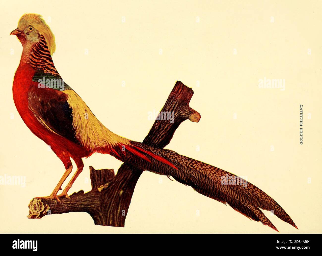 Der Goldfasane (Chrysolophus pictus), auch bekannt als chinesischer Fasane, und Regenbogenfasane, ist ein Gamebird der Ordnung Galliformes (gallinaceous Vögel) und der Familie Phasianidae (Fasane). Es ist in Wäldern in Berggebieten von Westchina heimisch, von Birds : illustriert durch Farbfotografie : eine monatliche Serie. Kenntnisse über Bird-Life Vol. 1 Nr. 1 Januar 1897 Stockfoto