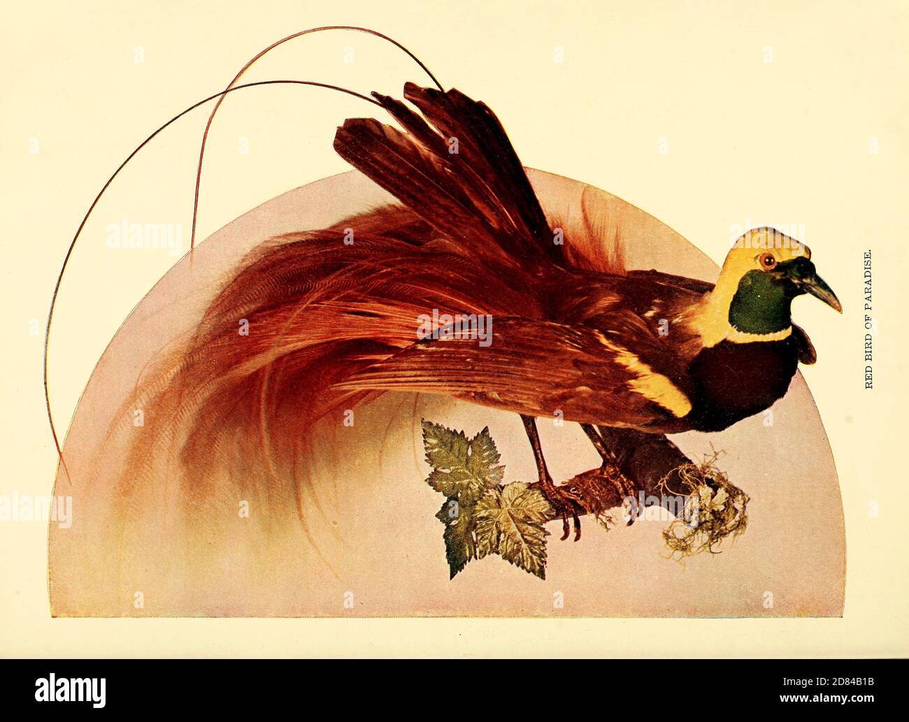 Männlicher roter Paradiesvogel (Paradisaea rubra, auch centwawasih merah) von Birds : illustriert durch Farbfotografie : eine monatliche Serie. Kenntnisse über Bird-Life Vol. 1 Nr. 1 Januar 1897 Stockfoto