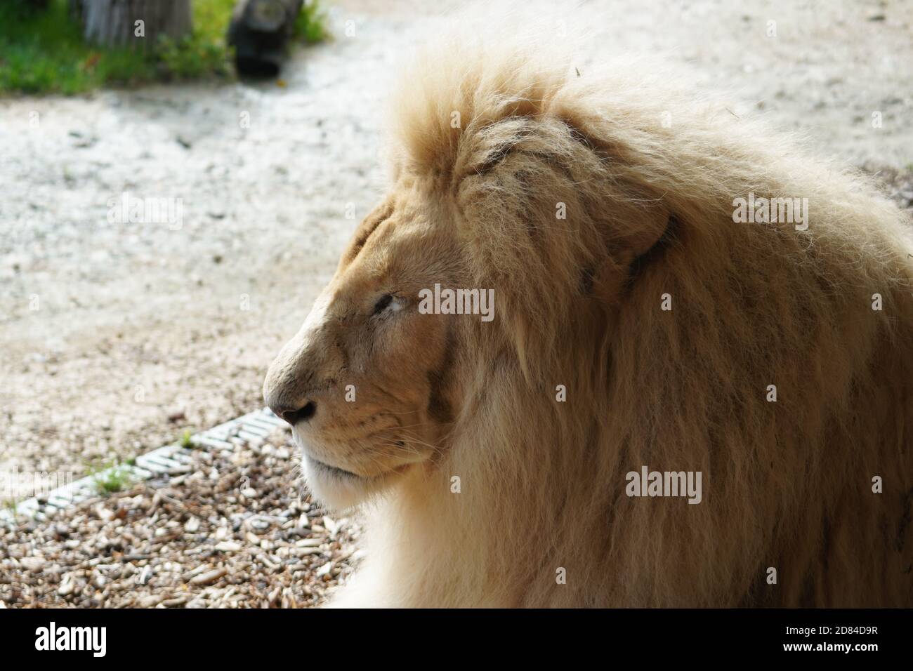 weißer Löwe Stockfoto