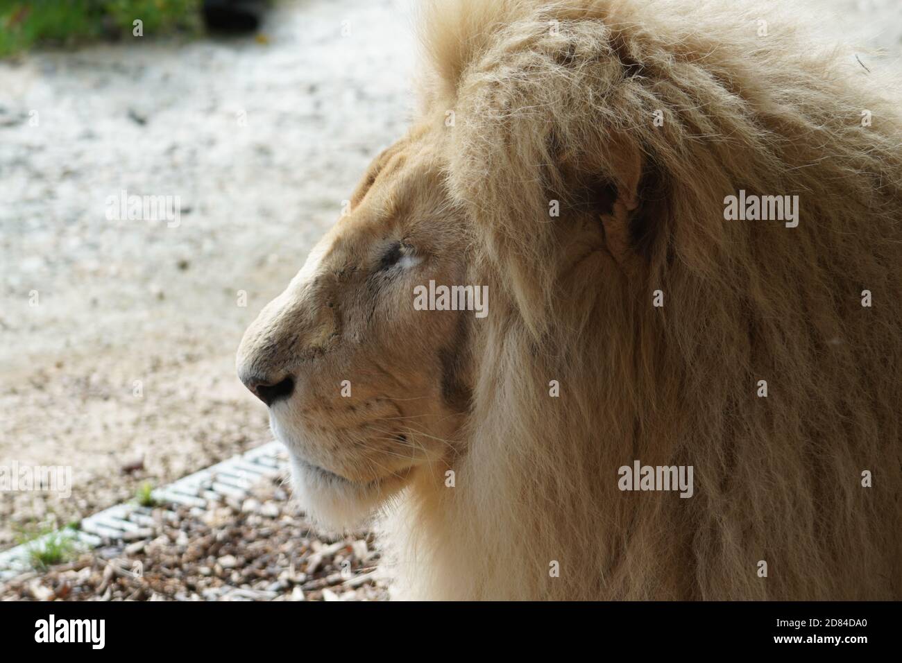 weißer Löwe Stockfoto