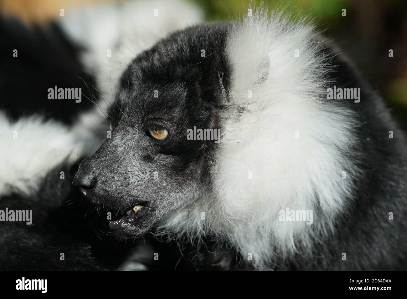 schwarze und weiße Ruffed lemur Stockfoto