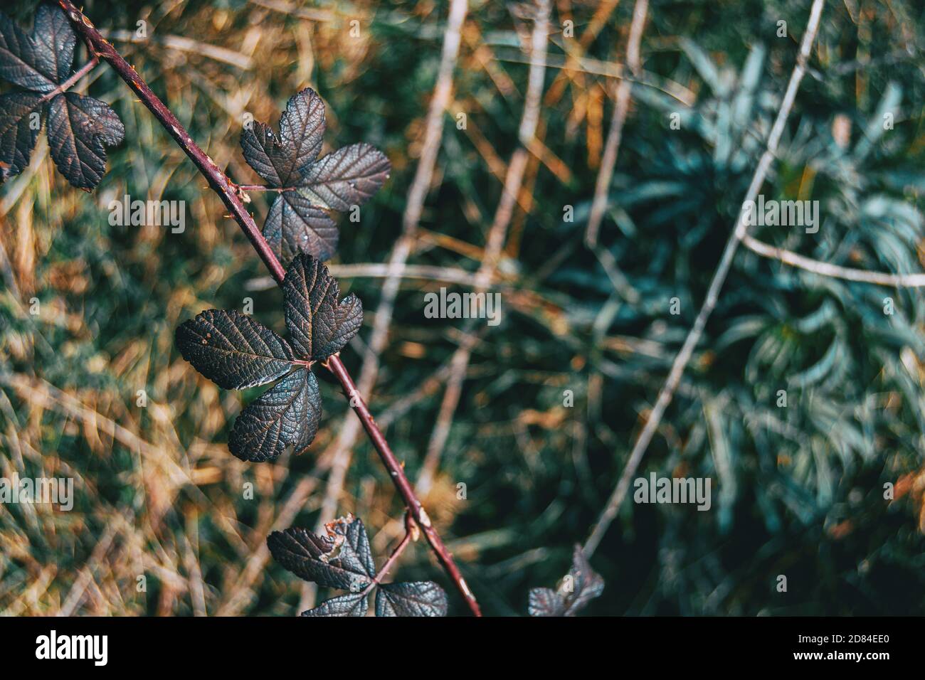 Nahaufnahme von einigen dunklen Blättern der rosa rubiginosa auf einem Stachelstiel Stockfoto
