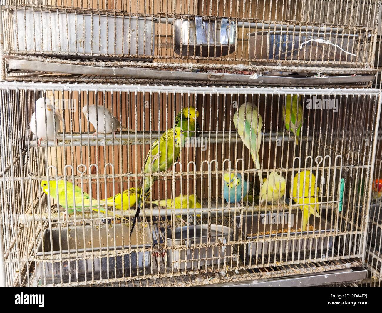Bunte Papageien in Käfigen im Vogelmarkt Stockfoto