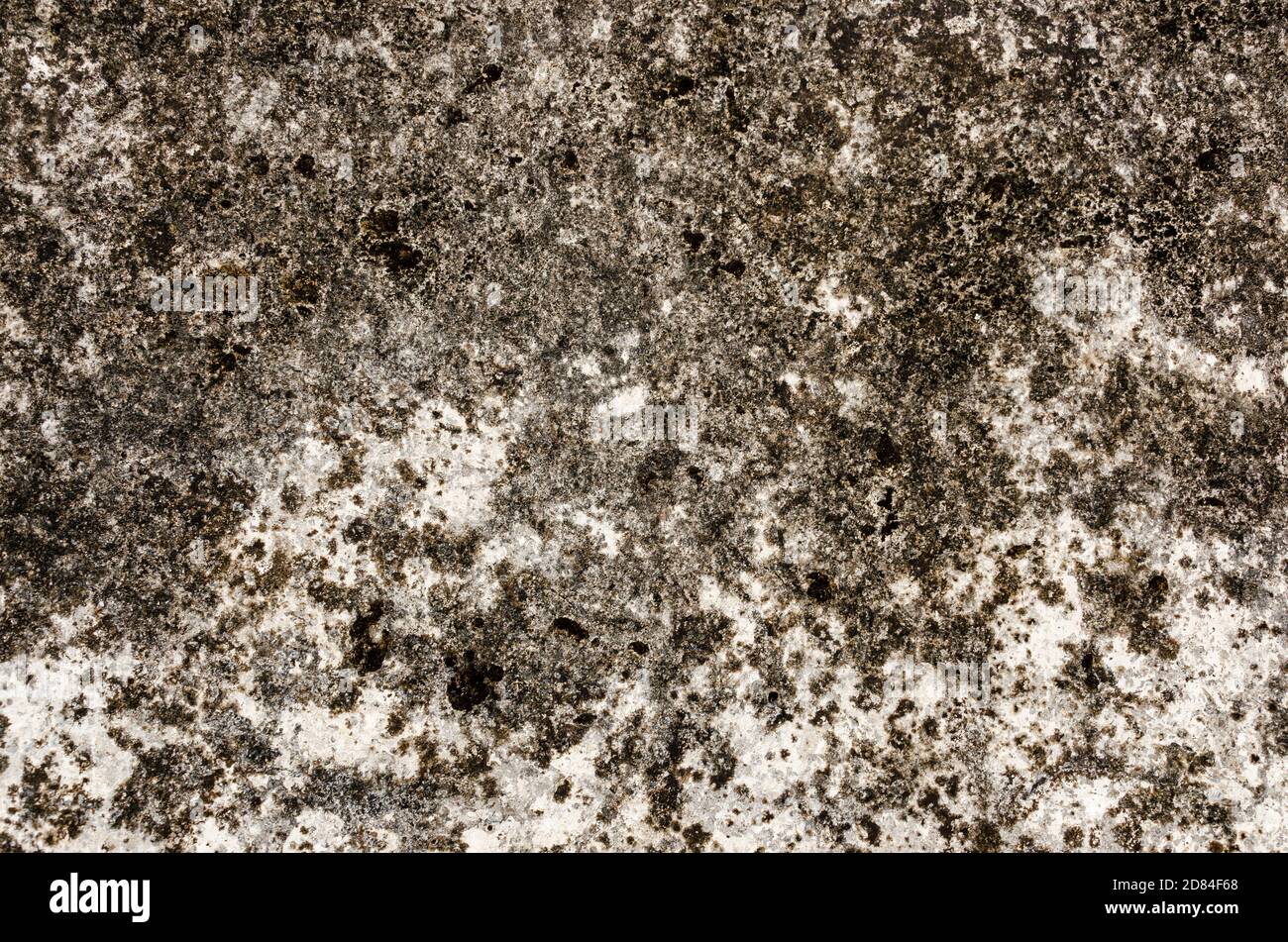 Eine schimmelige moosige verputzte Wand Stockfoto