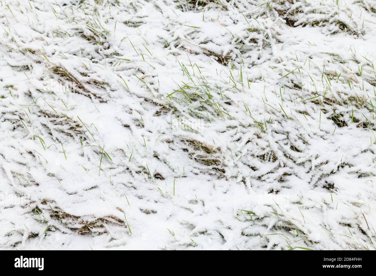 Die Textur des frischen Schnees bedeckt ein Grasfeld im Winter. Mehrere Grashalme kommen durch die dünne Schicht des Niederschlags, was Kontrast hinzufügt. Stockfoto