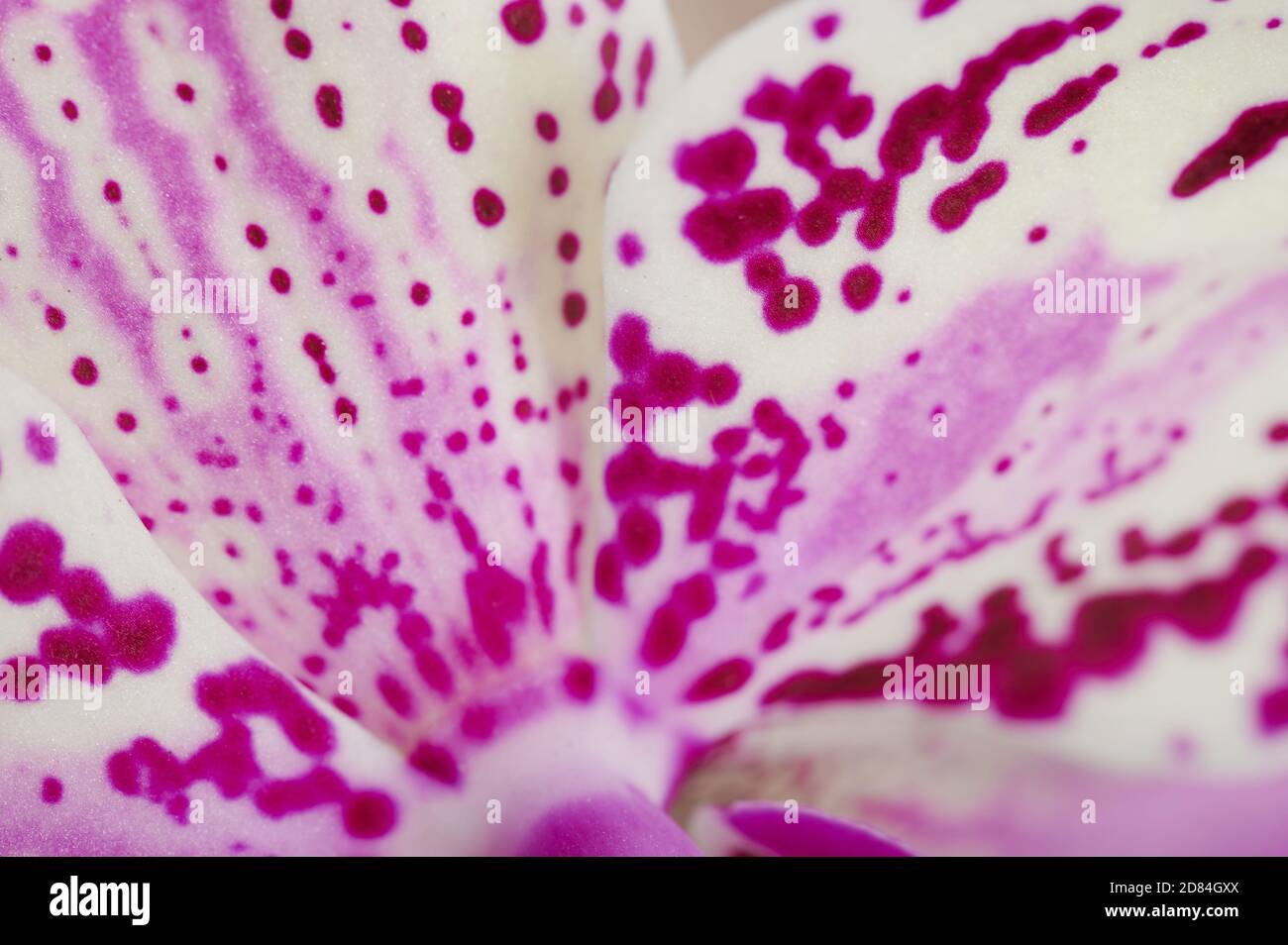 Rosa Blume Blatt Hintergrund Makro Nahaufnahme Stockfoto
