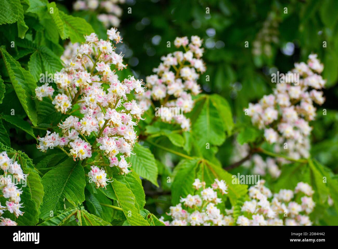 Weiße Kerzen der blühenden Kastanie zwischen den grünen Blättern. Blumen von Aesculus Hippocastanum Stockfoto