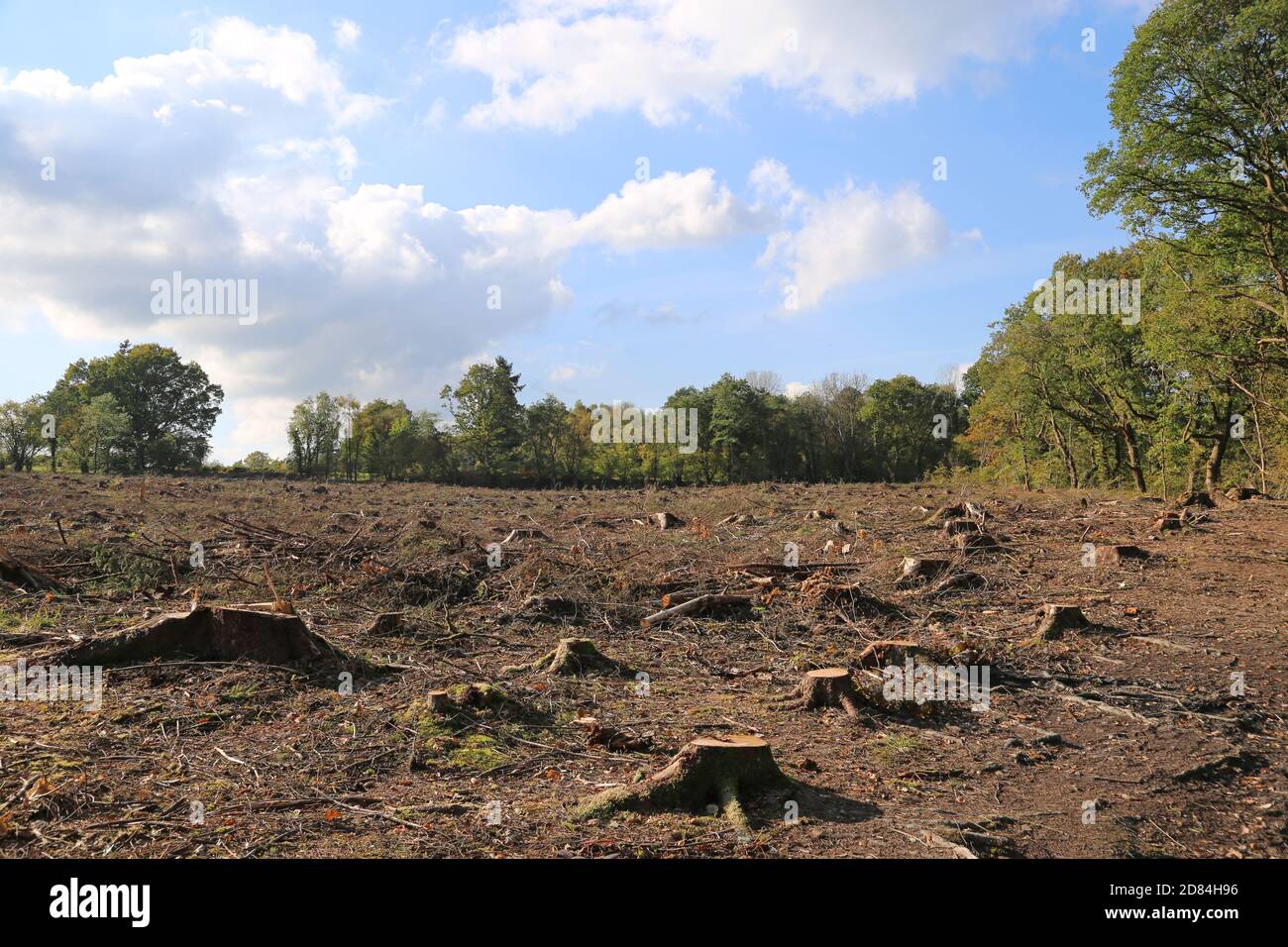 Land wurde vor kurzem von Bäumen geräumt, Wye Valley Way nördlich von Builth Wells, Brecknockshire, Powys, Wales, Großbritannien, Großbritannien, Großbritannien, Großbritannien, Europa Stockfoto