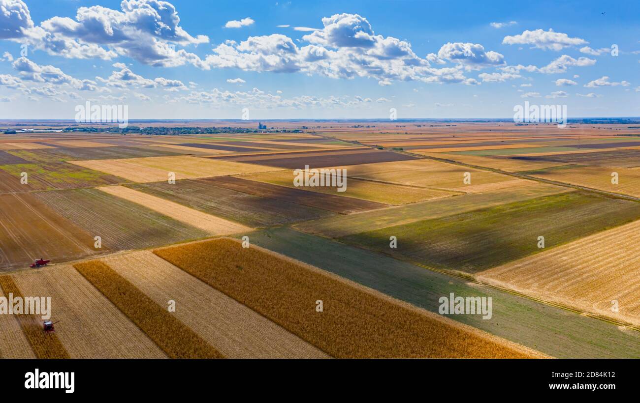 Über Ansicht über landwirtschaftliche Felder, bebaute Parzellen in der Erntezeit, zwei Erntemaschinen ernten reifen Mais, schönen blauen Himmel mit weißem Fluf Stockfoto