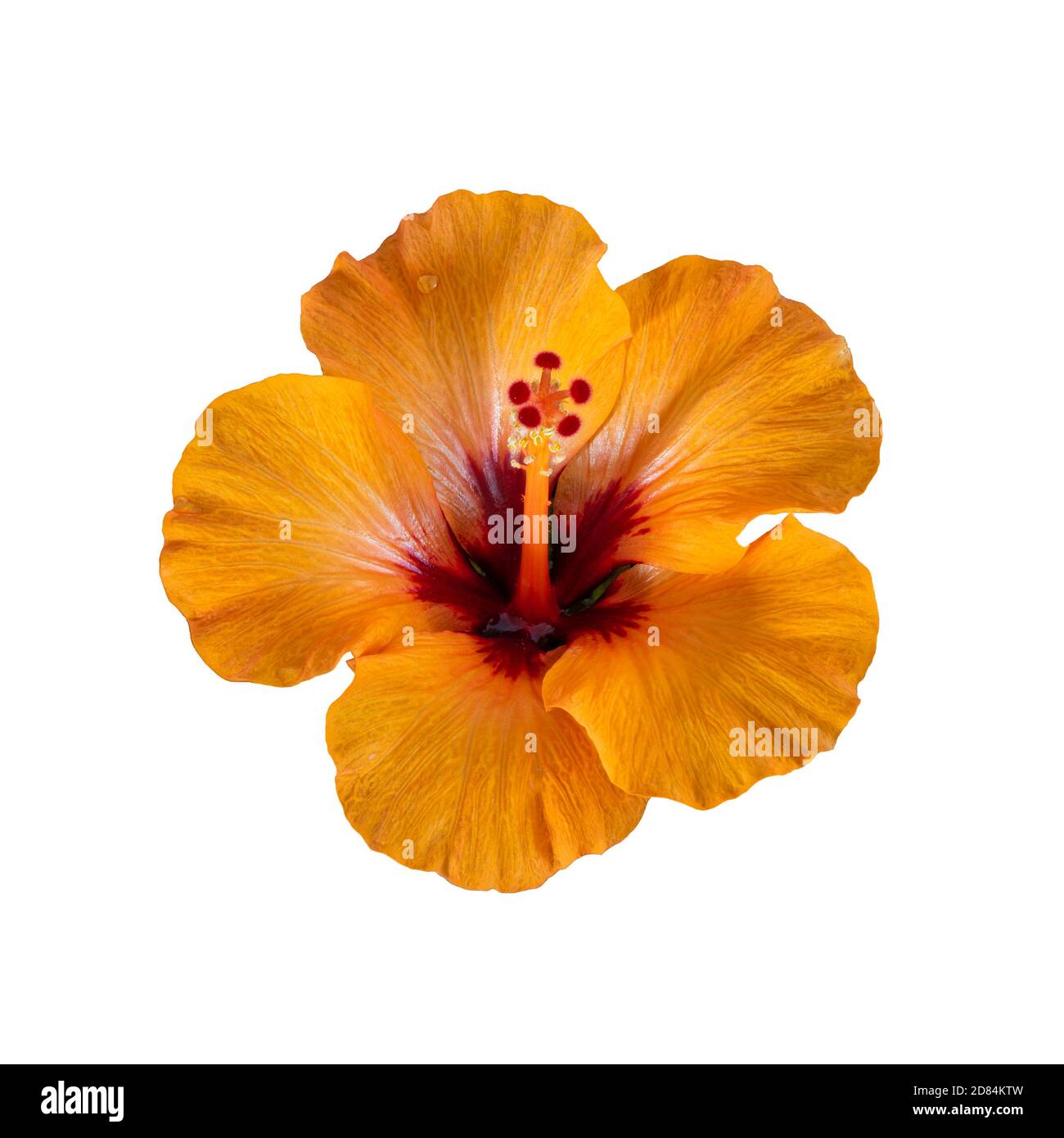 Einzelne isolierte rot gelb orange Hibiskusblüte mit Tröpfchen Makro Auf weißem Hintergrund Stockfoto