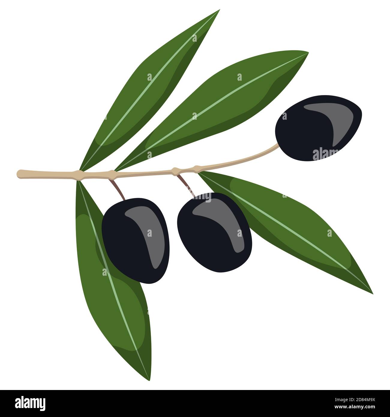 Schwarze Oliven auf Zweig. Illustration im Cartoon-Stil isoliert auf weißem Hintergrund. Stock Vektor