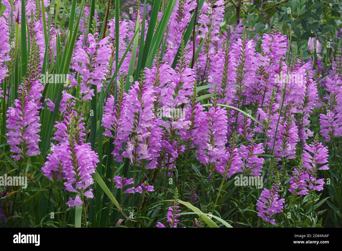 Gehorsame Pflanze (Physostegia virginiana). Auch Gehorsam und Falscher Dragonhead genannt Stockfoto