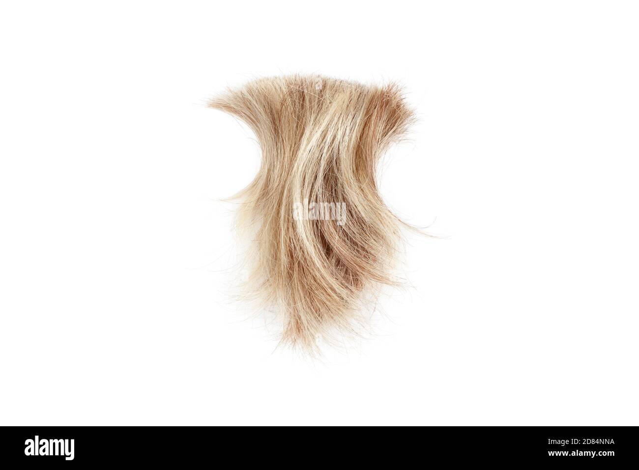 Blonde gewellte Haarsträhne auf weißem Hintergrund isoliert Nahaufnahme, abgeschnitten natürliche blonde Haarlocken, Haarschnitt, Frisur, menschliche Haarstruktur, Haarschnitt Stockfoto