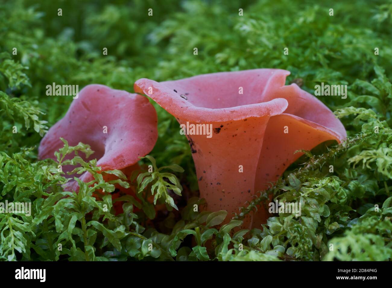 Guepinia helvelloides -Fotos und -Bildmaterial in hoher Auflösung – Alamy