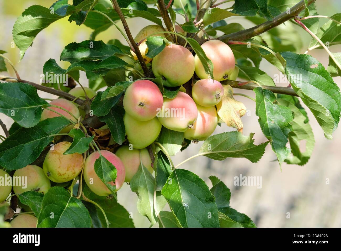 Malus 'Jelly King'. Malus 'Mattdru'. Crab Apple 'Jelly King'. Frucht wächst auf einem Baum Stockfoto