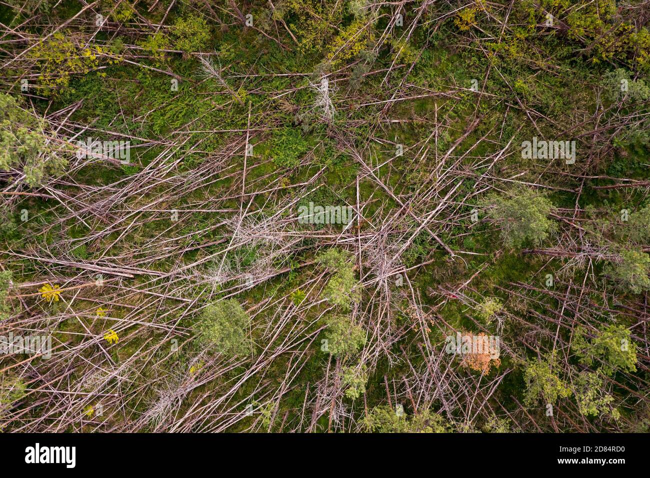 Ein teilweise abgestorbener Fichtenwald durch gebrochene Bäume und Dürre im Herzen Europas Stockfoto