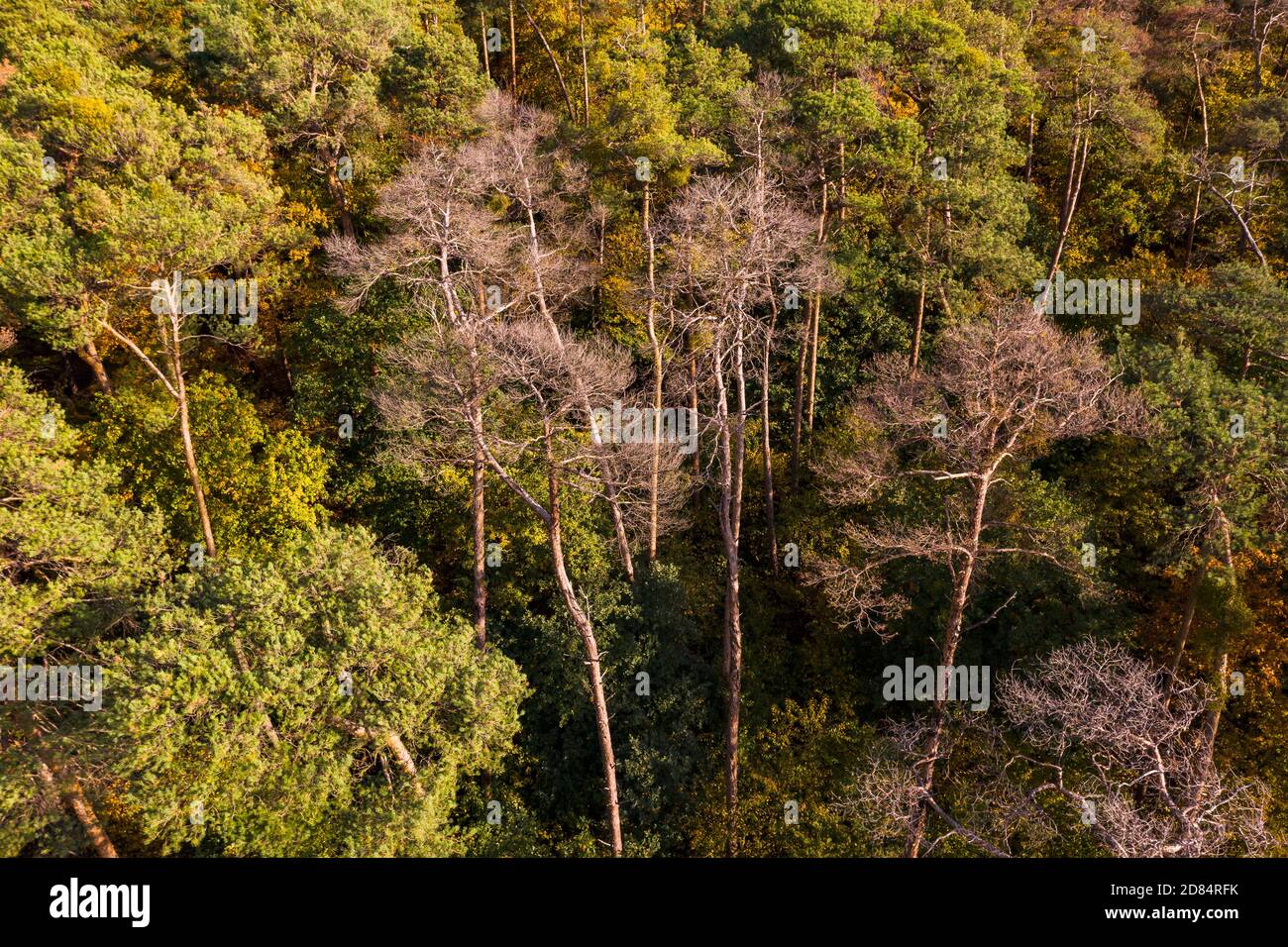 Ein herbstlicher und teilweise toter Nadelwald im Herzen Deutschland Stockfoto