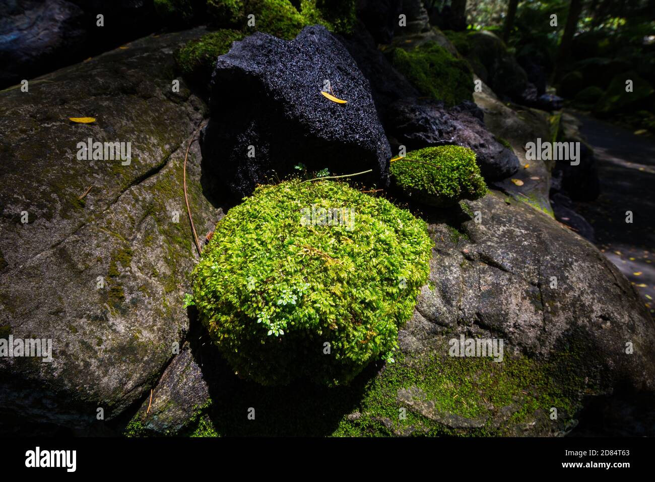 Moos wachsen auf Felsen. Ein malerischer und lehrreicher Spaziergang im Evolution Garden im Gelände des Botanischen Gartens von Singapur. Stockfoto