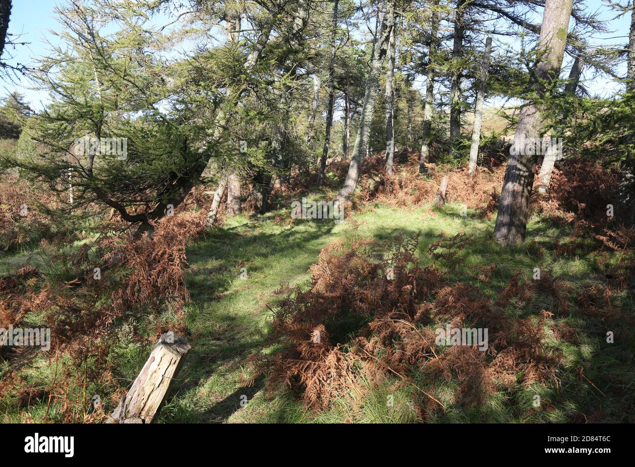 Fairlie Moor North Ayrshire, Schottland, Großbritannien, 01. Oktober 2020. Stockfoto