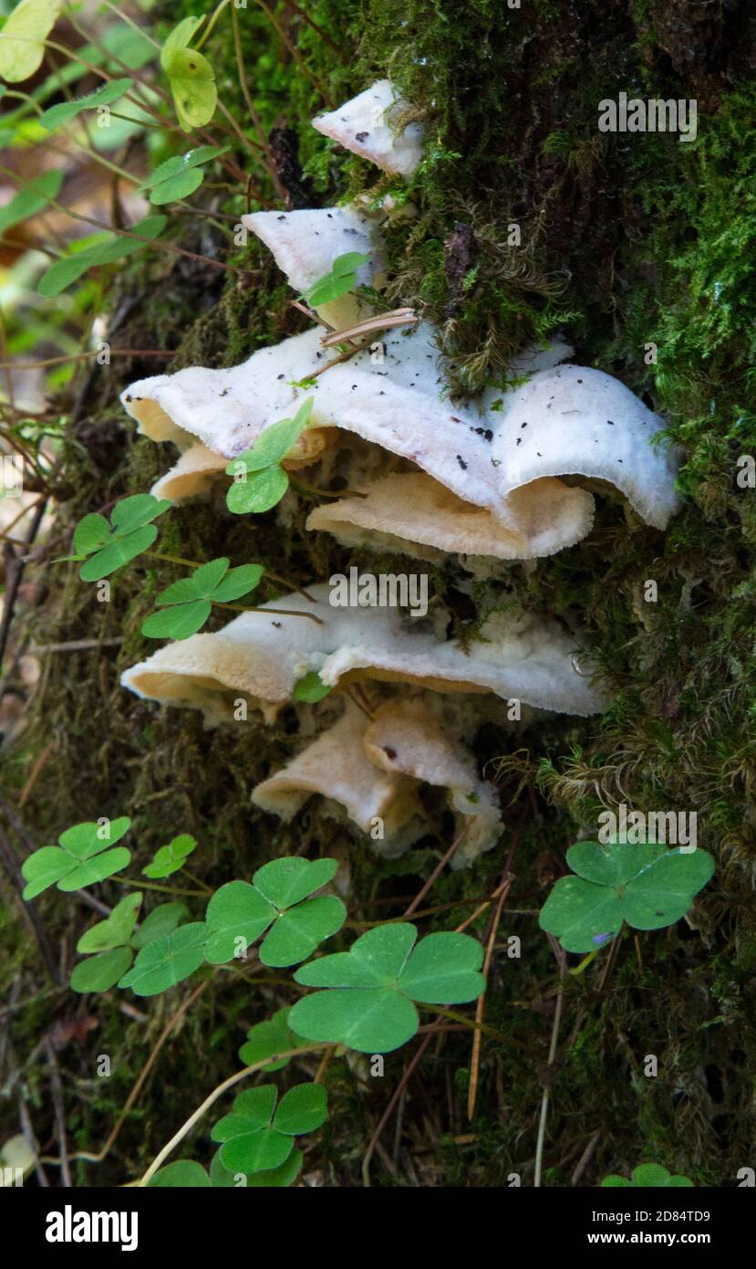 Pilz und Moos auf einem Baum. Pilze auf einem alten Stumpf Stockfoto