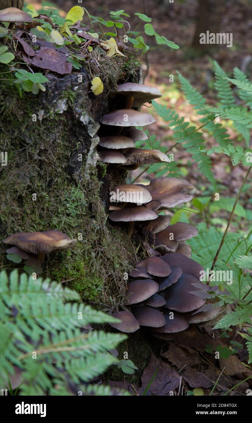 Pilz und Moos auf einem Baum. Pilze auf einem alten Stumpf Stockfoto