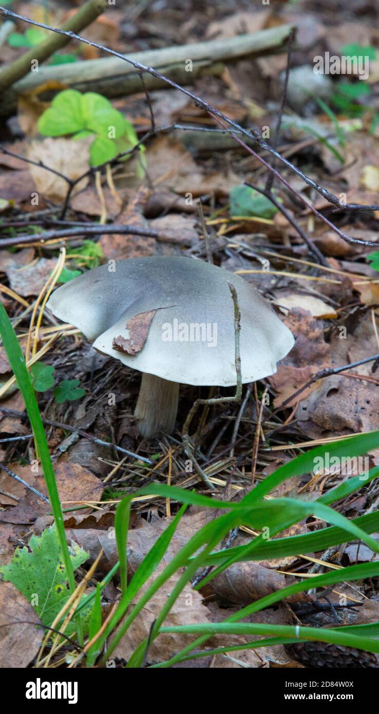 Tricholoma saponaceum, bekannt als der seifenduftende Toadstool, seifiger Ritter Stockfoto