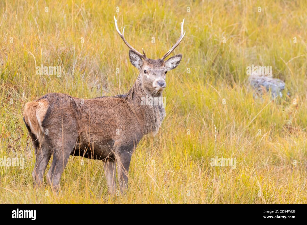 Rothirsch (Cervus elaphus) Durch langes Gras im Herbst bei Glen Etive Scotland Stockfoto