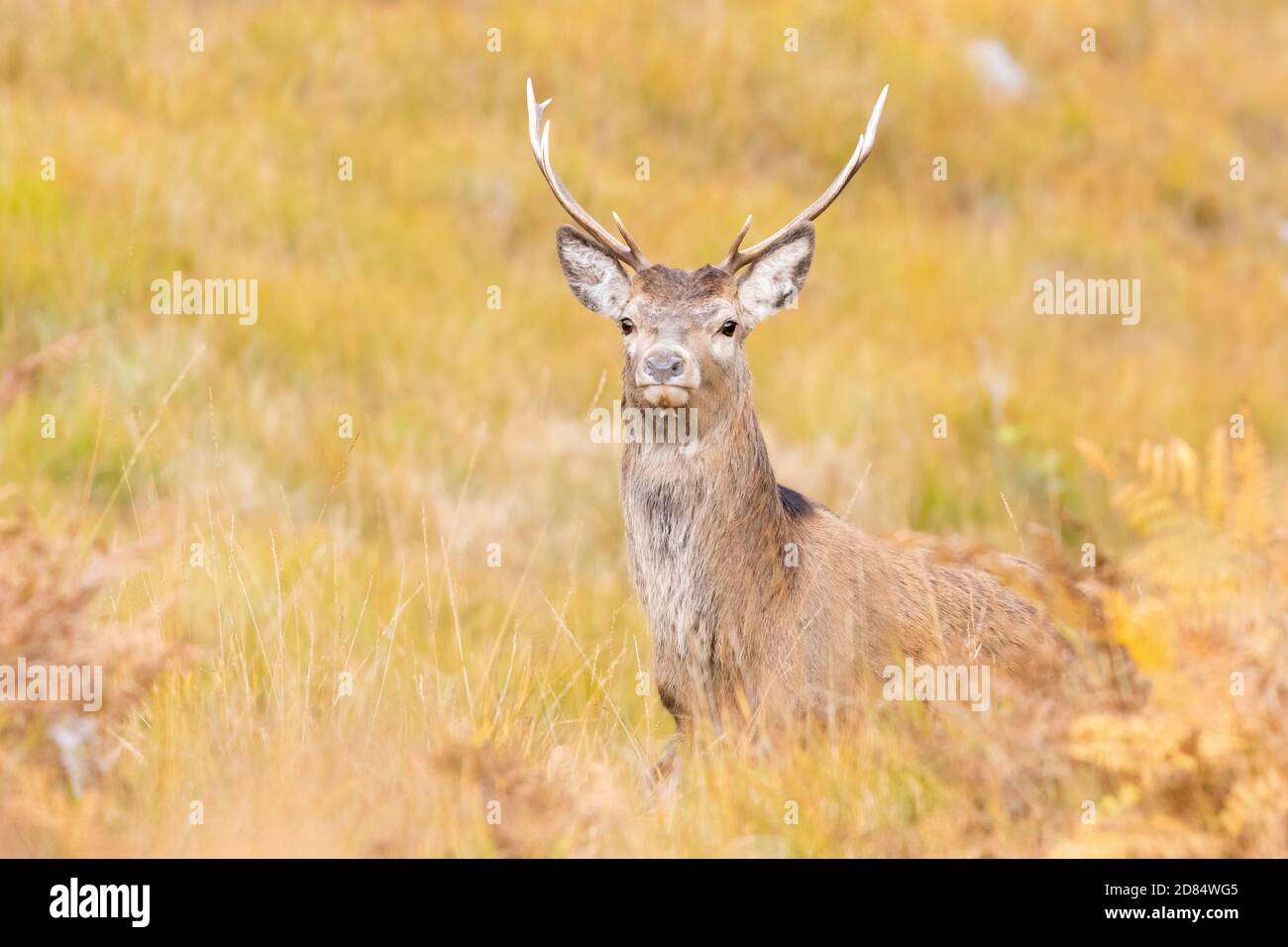 Rothirsch (Cervus elaphus) Durch langes Gras im Herbst bei Glen Etive Scotland Stockfoto