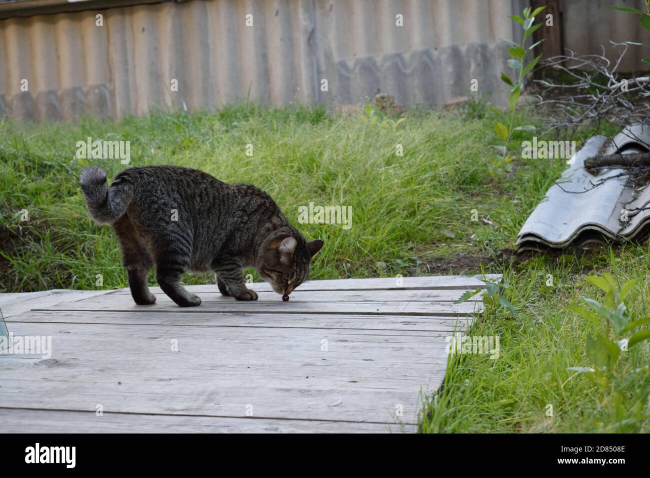 Tabby Katze riecht eine Kirsche draußen Stockfoto