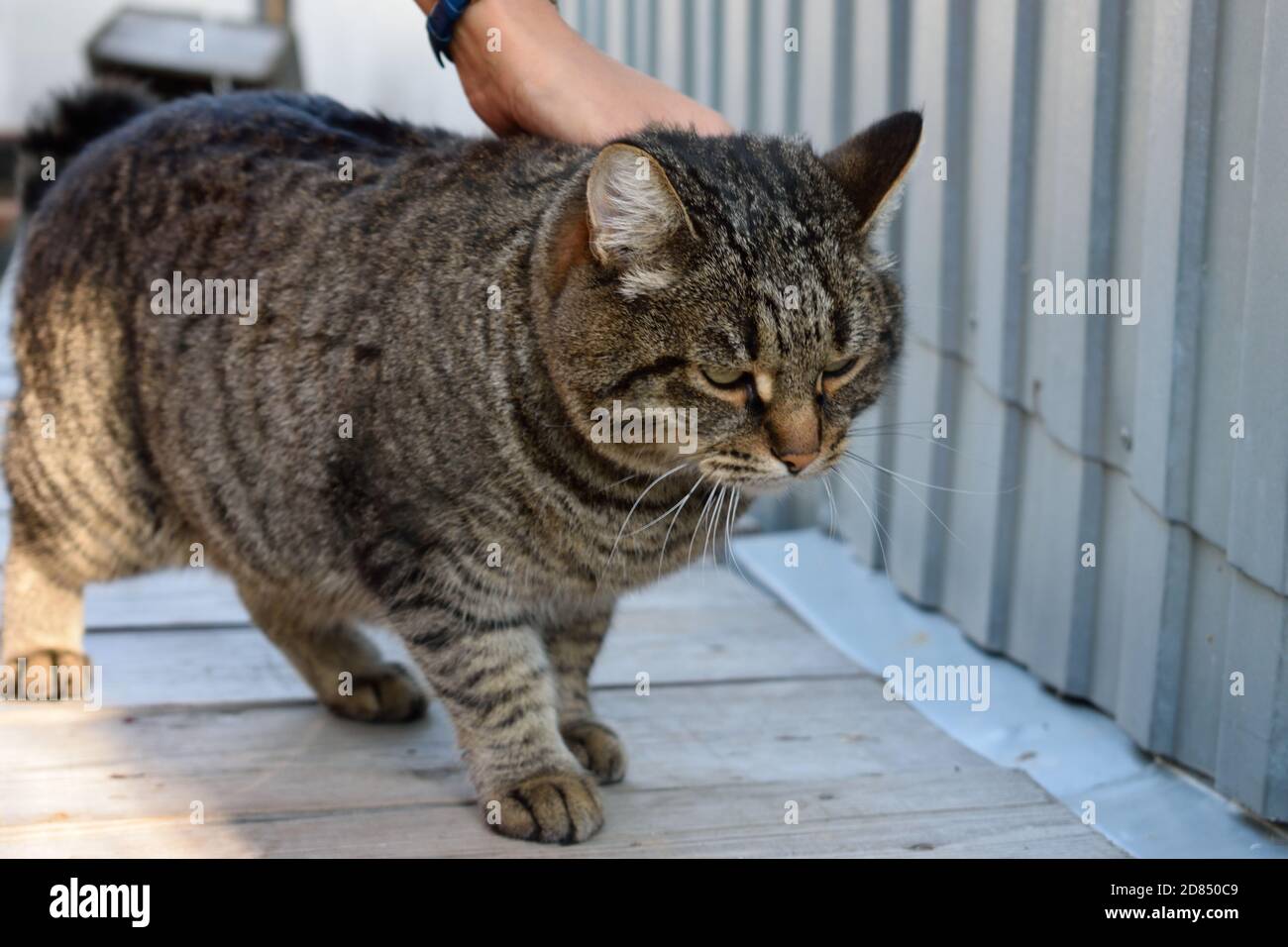 Tabby Cat will nicht gestreichelt werden Stockfoto