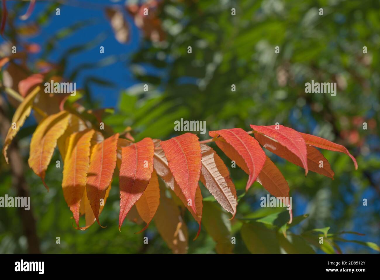 Paralleler Zweig des Sumac-Baumes mit gelben, orangefarbenen und roten länglichen Blättern, die auf einem Hintergrund von verschwommenem grünem Laub und blauem Himmel hängen. Stockfoto