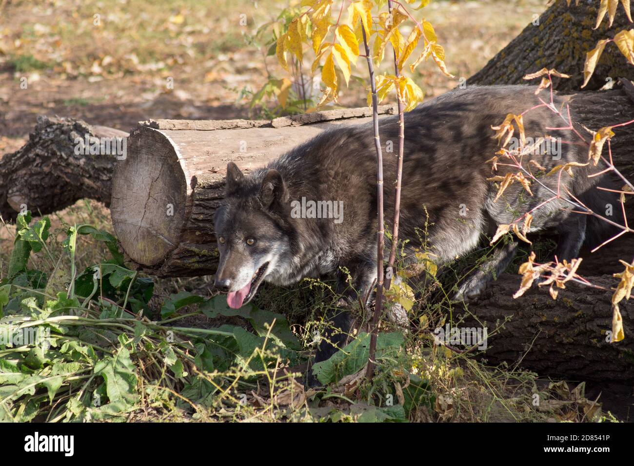 Schwarzer kanadischer Wolf schleichen sich durch Dickicht. Canis lupus pambasileus. Tiere in der Tierwelt. Stockfoto