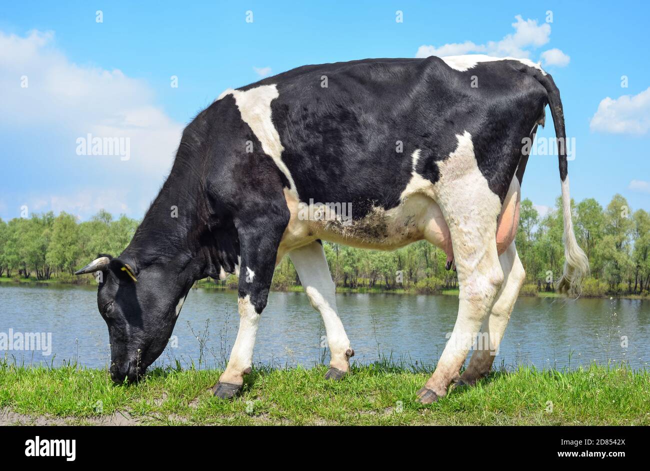 Kuh weidet auf der Wiese in der Nähe des Flusses. Nutztierkonzept Stockfoto